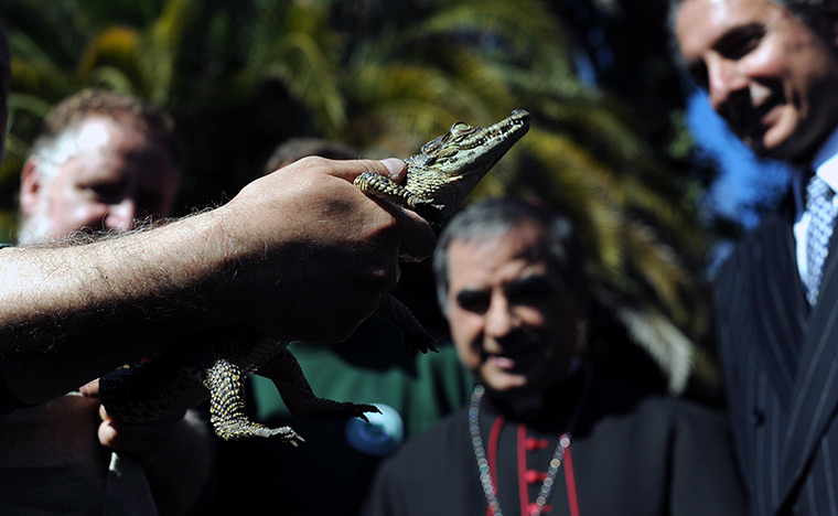 24 hours: The Vatican: A Cuban crocodile from Rome's zoo which will be given to Cuba