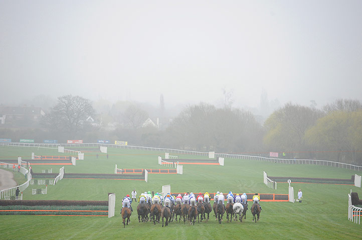 racing: cheltenham racing