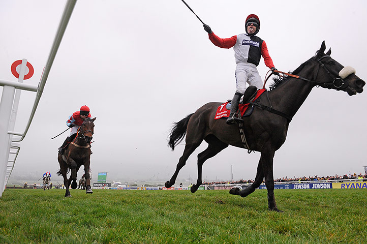 racing: cheltenham racing