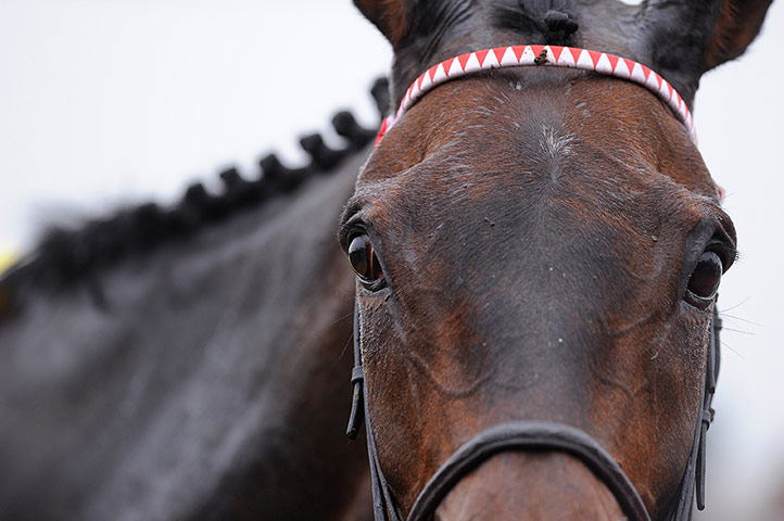 racing: cheltenham racing