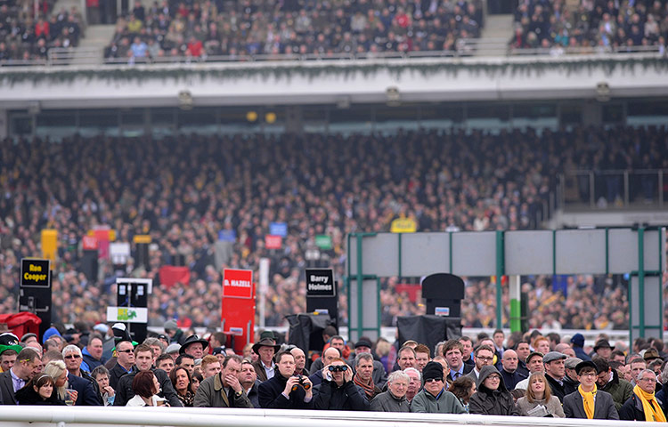 racing2: cheltenham racing