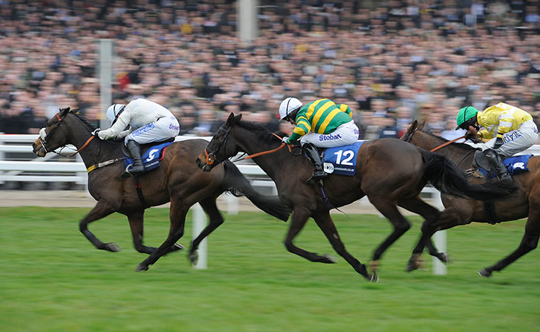 racing2: cheltenham racing