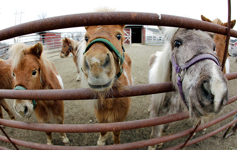 24 hours in pictures: Methuen, US: Rescued miniature horses in their corral at MSPCA Nevins-Farm
