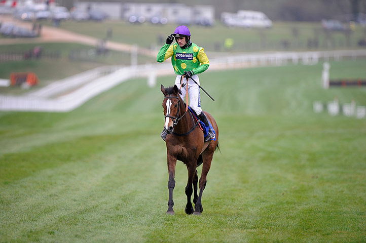 horses: cheltenham racing