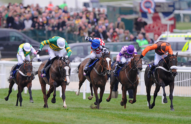 horses: cheltenham racing