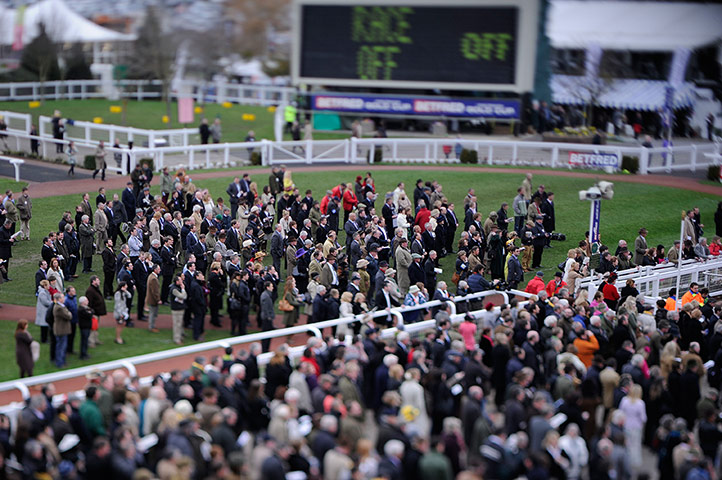 racing new: cheltenham racing