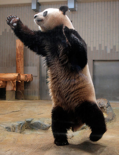 24 hours: Riri the panda at Ueno Zoo