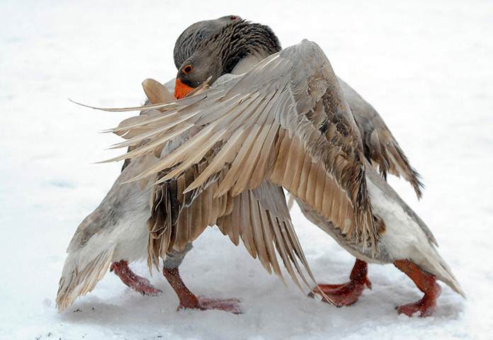 24 hours in pictures: Geese take part in a traditional goose fight, Russia