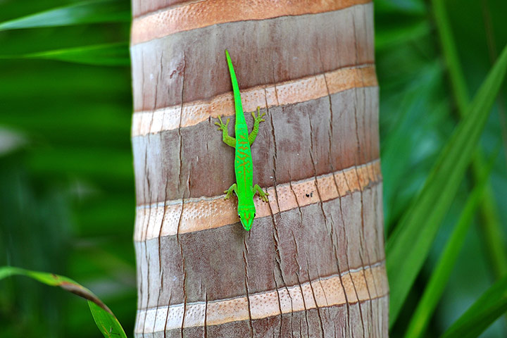 Week in wildlife: A green Gecko walks on a palm at Vallee de Mai natural reserve