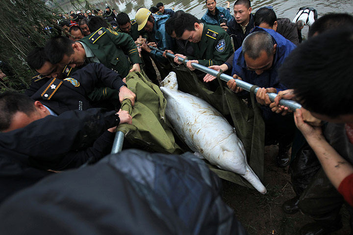 Week in wildlife: CHINESE WHITE DOLPHIN RESCUE
