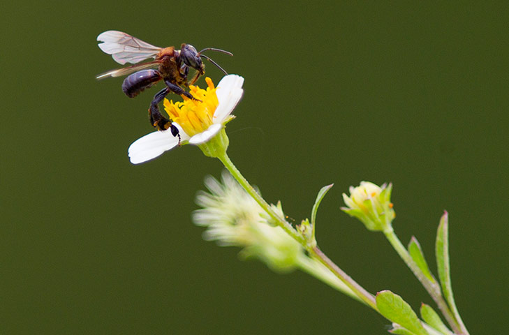 Week in wildlife: A bee lands on a flower at Port Dickson, south of Kuala Lumpur, Malaysia