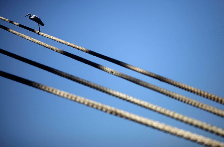 Week in wildlife: An egret stands on a ship mooring rope in Rio de Janeiro