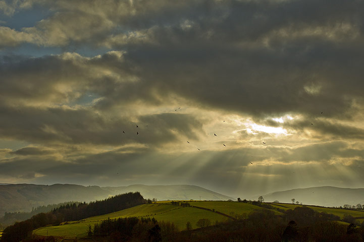 Week in wildlife: Red Kites in Mid Wales