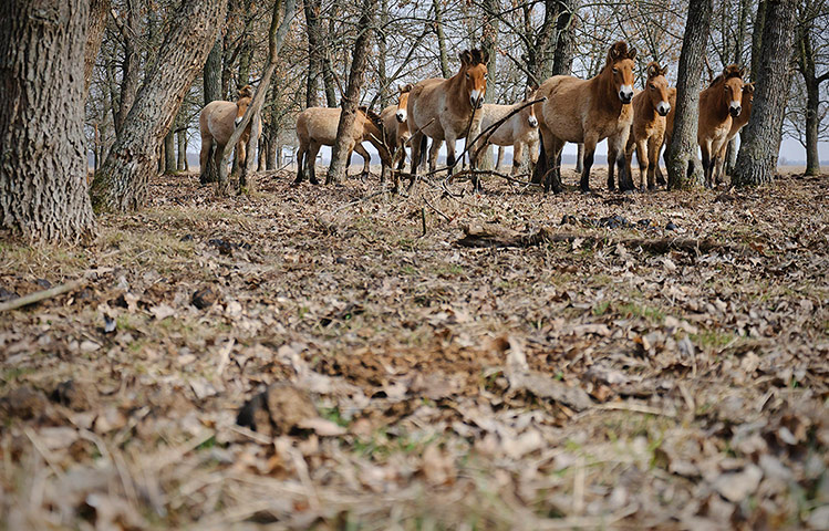 Week in wildlife: Wild horses at Hortobagy National Park