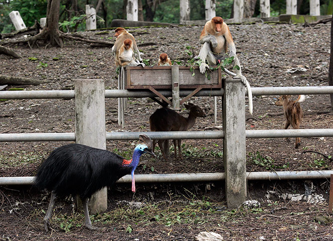 Week in wildlife: Surabaya Zoo in Surabaya, East Java, Indonesia