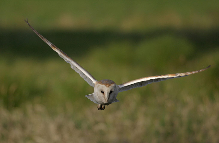 Week in wildlife: Community Barn Owl Project