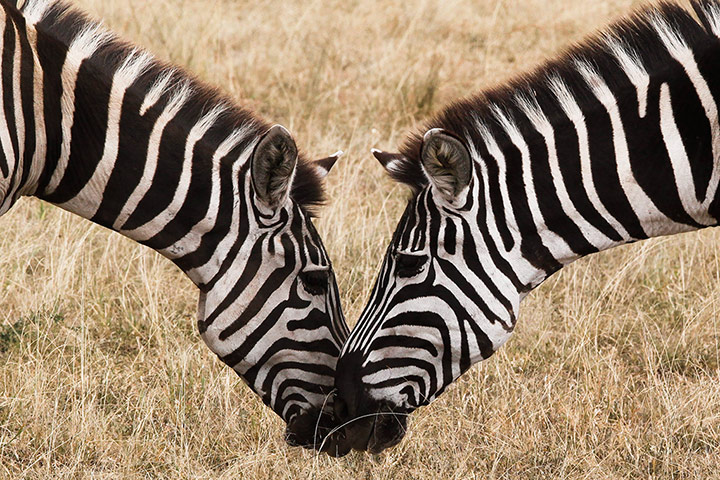 Maasai Mara Reserve: Zebras graze