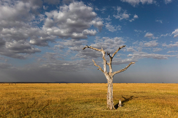Maasai Mara Reserve: A cheeta sits next to a tree 