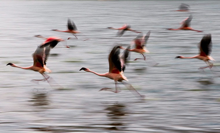 Maasai Mara Reserve: Flamingos take off from Lake Oloiden near Naivasha