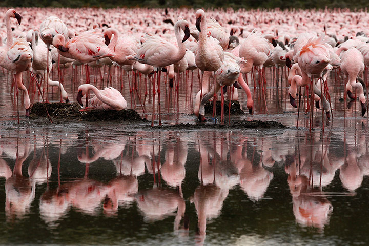 Maasai Mara Reserve: Lesser and greater flamingos stand in Lake Oloiden
