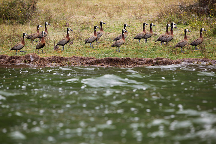 Maasai Mara Reserve: Egyptian gooses walk on the shore of Lake Oloiden