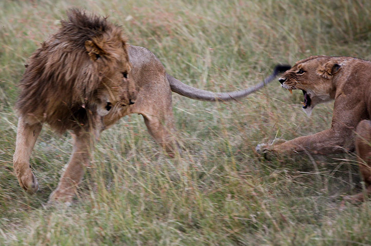 Maasai Mara Reserve: A lion pair