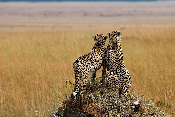 Maasai Mara Reserve: Cheetas