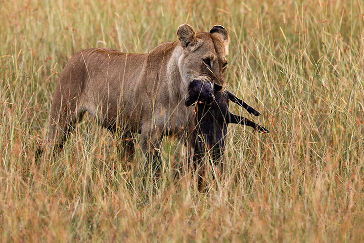 Maasai Mara Reserve: A lioness carries a baby warthog