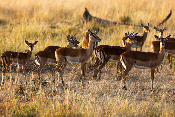 Maasai Mara Reserve: Female impalas
