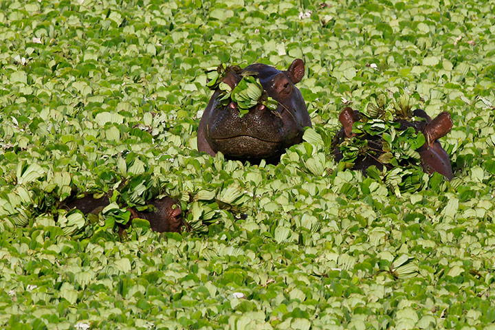 Maasai Mara Reserve: Hippopotamuses