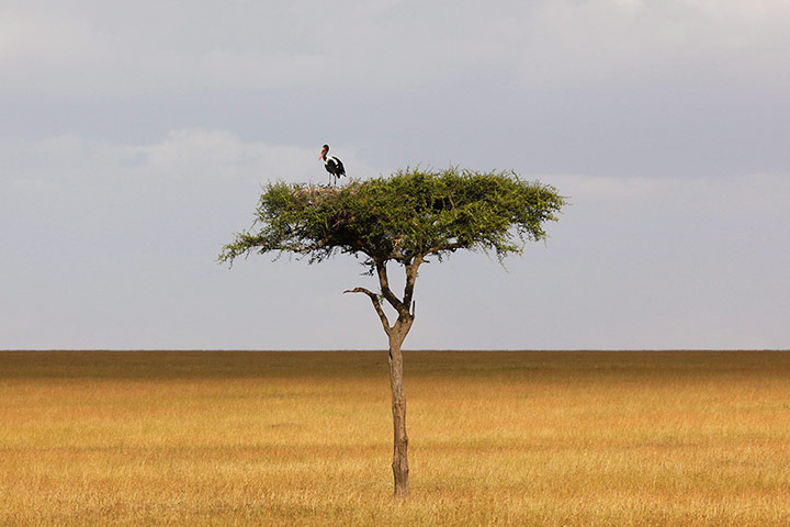 Maasai Mara Reserve: A saddle-billed stork