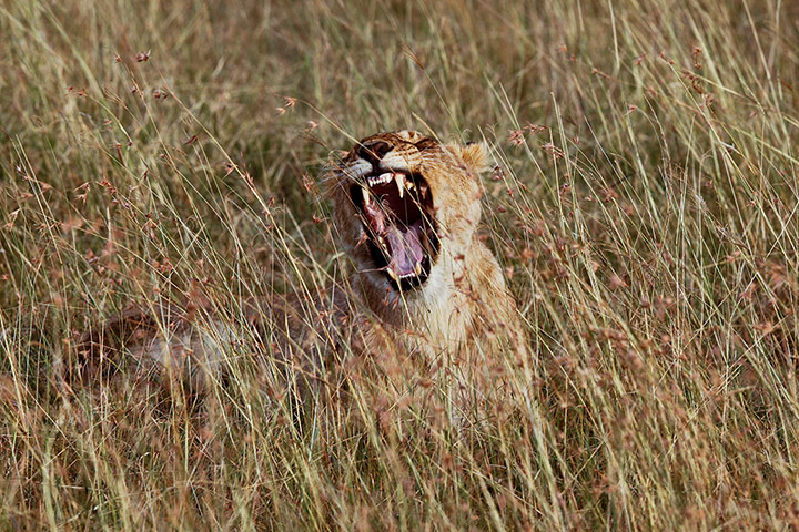 Maasai Mara Reserve: A lioness yawns