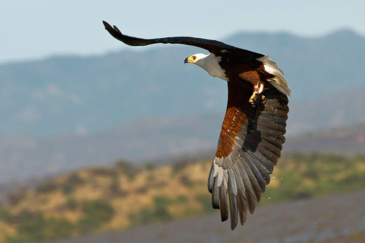 Maasai Mara Reserve: A fish eagle flies with a fish he caught in the Lake Baringo National Park