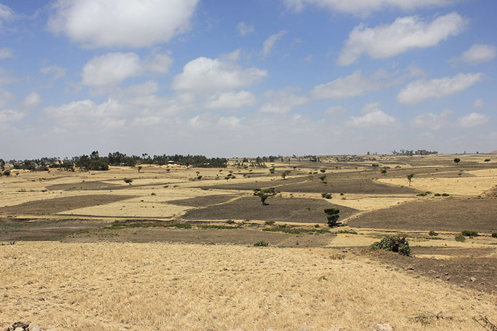 Ethiopia: chickpea farmers