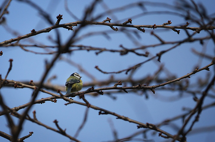 24 hours in pictures: London, UK: A blue tit sits in the trees in St James's Park
