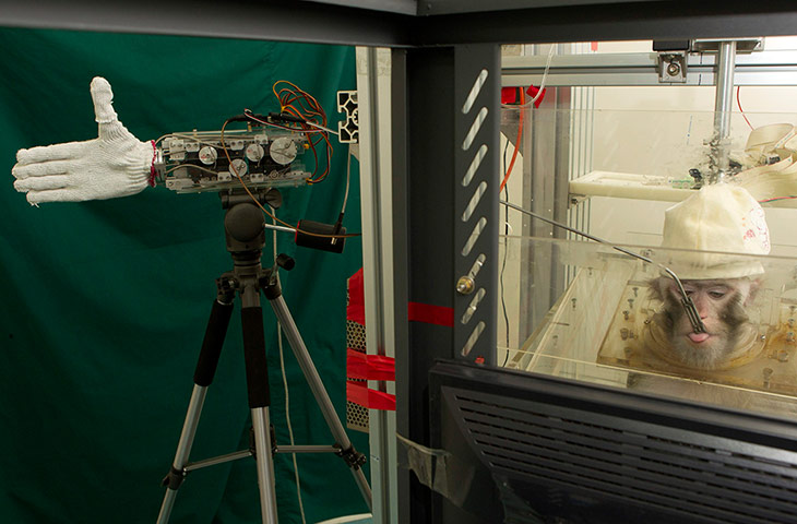Week in wildlife: monkey at a laboratory of Zhejiang University in Hangzhou