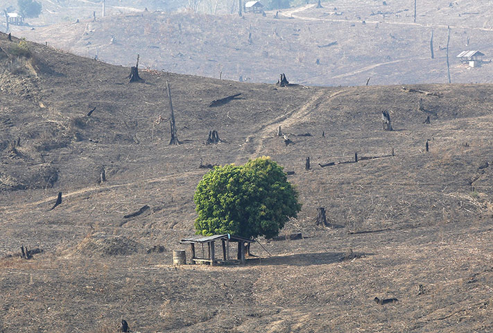 Week in wildlife: Thailand air quality agriculture slash and burn