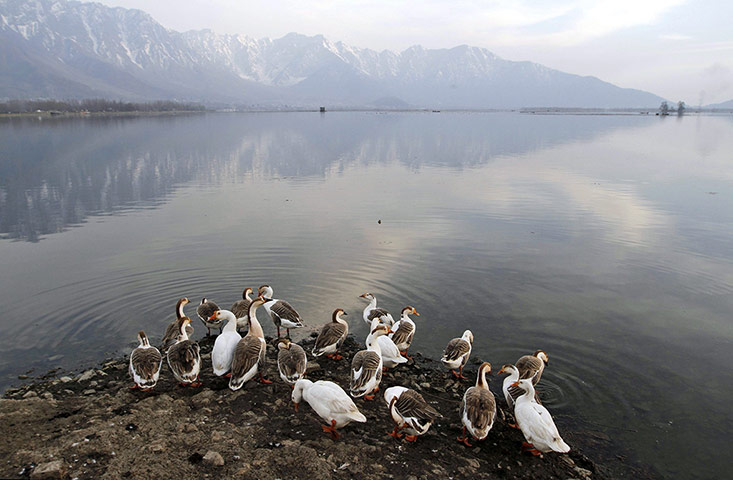 Week in wildlife: Birds at Dal Lake in Srinagar