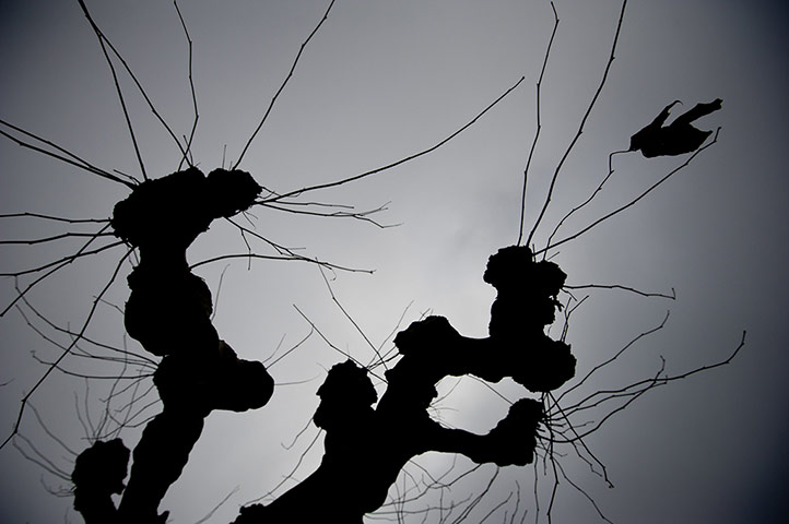 Week in wildlife: A withered leaf hangs on a branch of a tree 