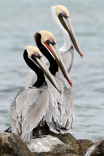 Week in wildlife: Pelicans