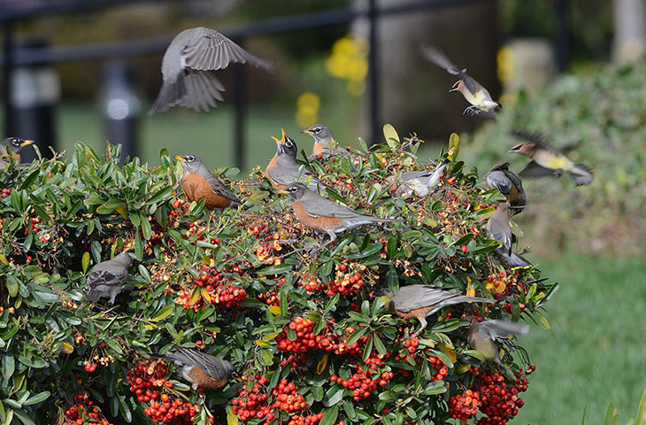 Week in wildlife: Hundreds of birds strip a bush of its berries, Mountain View, California,