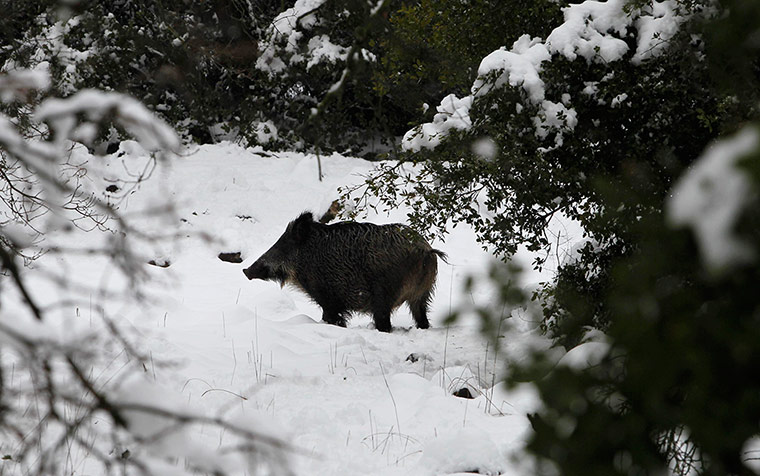 Week in wildlife: A wild boar roams in the snow near Kibbutz Merom Golan in the Golan Heights