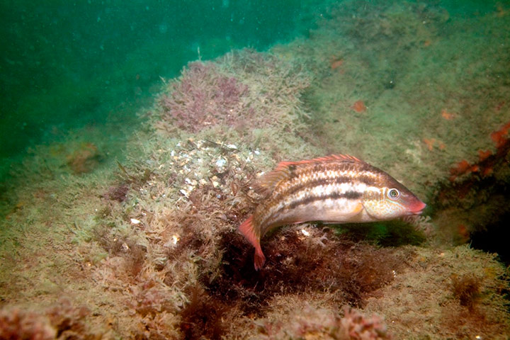Week in wildlife: Baillon's wrasse at nest, Poole Bay, Dorset, UK