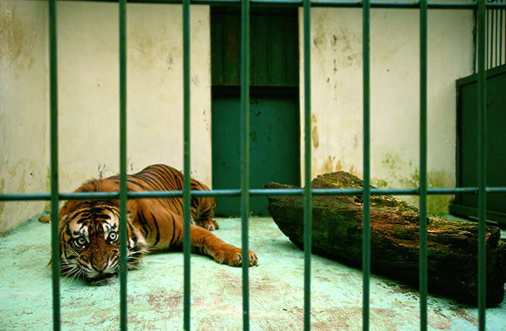 Week in wildlife:  sumatran tiger 