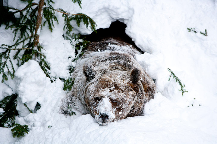 Snow: A bear in the snow in Finland