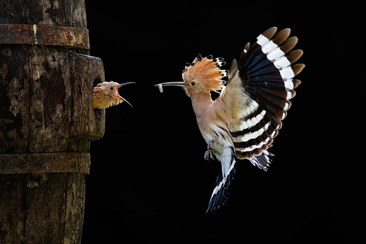 Sony Awards Open/Youth: Giovanni Frescura, Italy, Open Category Winner, Nature & Wildlife
