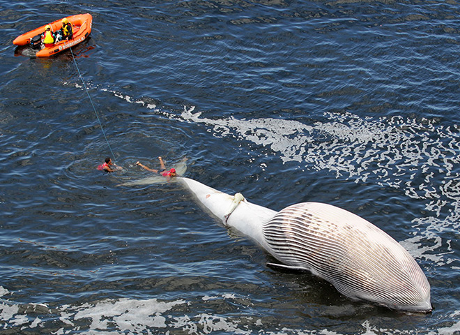 24 hours in pictures: Lifeguards and rescue workers try to push a dead Bryde's whale