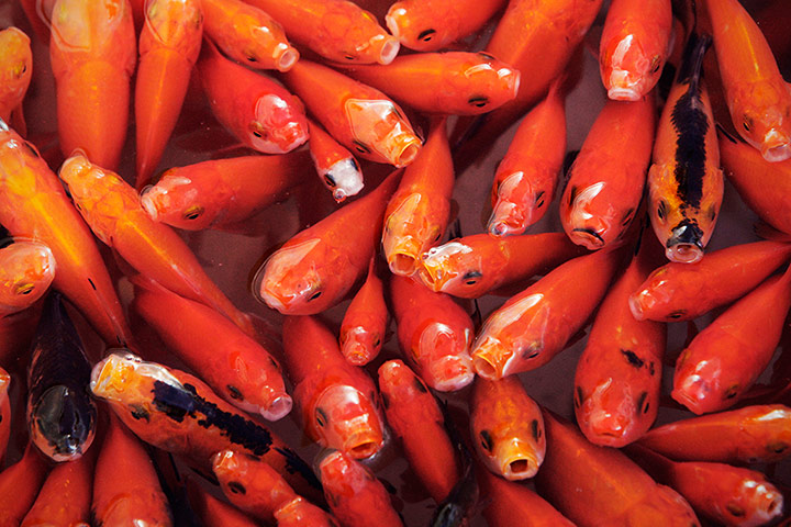 Nowruz: Persian New Year, or Nowruz