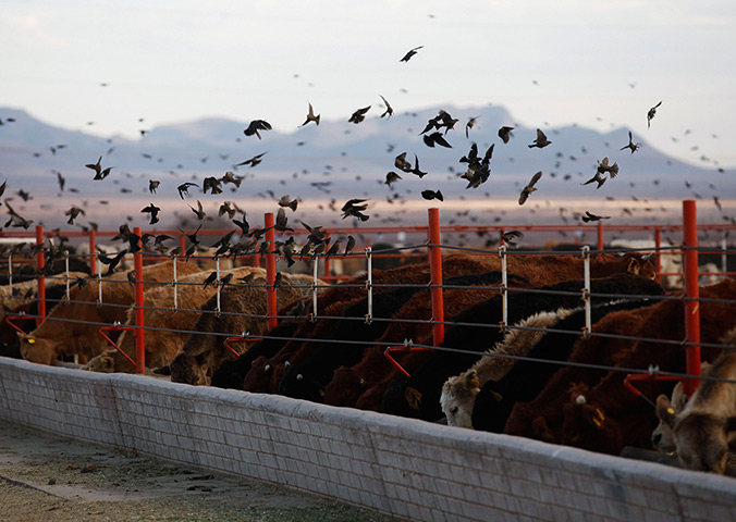24 hours: Chihuahua, Mexico: Cattle eat from a feeding trough