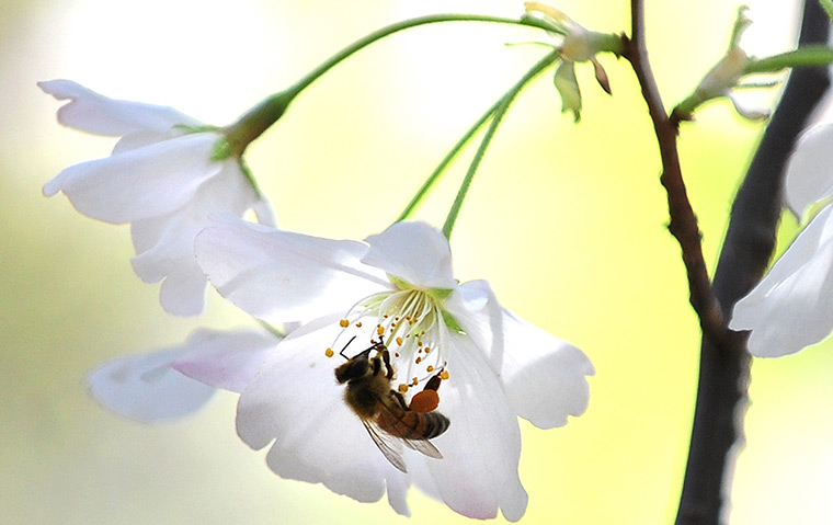 24 hours: Los Angeles, USA: A bee feeds on the pollen of a cherry blossom tree 